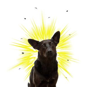 perro con garrapatas y mosquitos